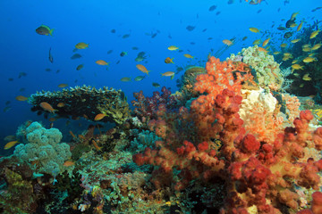 Naklejka na ściany i meble Colorful Coral Reef against Blue Water. Dampier Strait, Raja Ampat, Indonesia