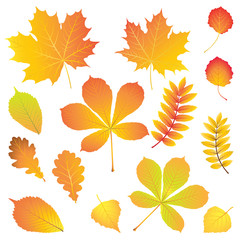 Set of different leaves in autumn colors: maple, chestnut, rowan, birch, aspen, oak, elm. Vector illustration.