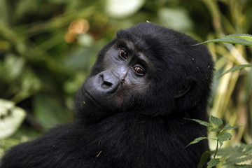 Mountain Gorilla (Gorilla beringei beringei) in Bwindi Impenetrable National Park, Uganda