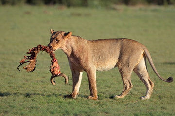 A lioness (Panthera leo) with the remains of antelope prey, Kalahari, South Africa .