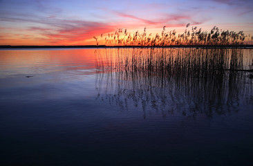 Sunset on a Lake with Reeds - obrazy, fototapety, plakaty