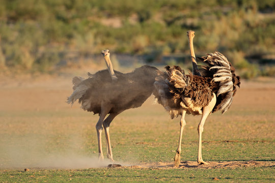 Two ostriches (Struthio camelus) displaying with open wings, Kalahari desert, South Africa .