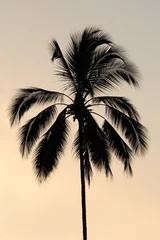 Photo sur Plexiglas Palmier Silhouette of a palm tree on a tropical island against a sunset.