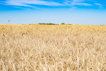 Wheat field and sky in the summer
