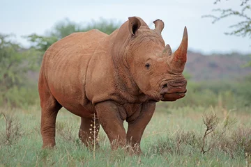 Photo sur Plexiglas Rhinocéros Un rhinocéros blanc (Ceratotherium simum) dans son habitat naturel, Afrique du Sud.