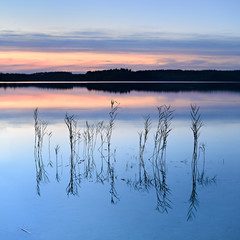 Blades of Reed in Calm Lake at Sunset