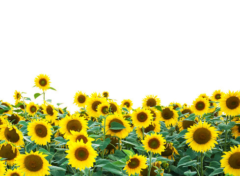 yellow sunflowers isolated over white