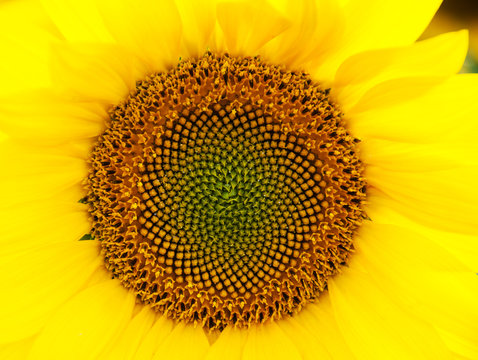 Yellow sunflower - close up