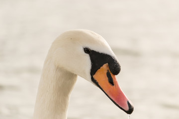 The head of a swan