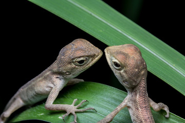 Macro shot Brown chameleon