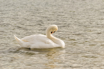 Swan on the water