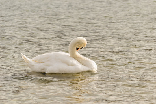 Swan on the water