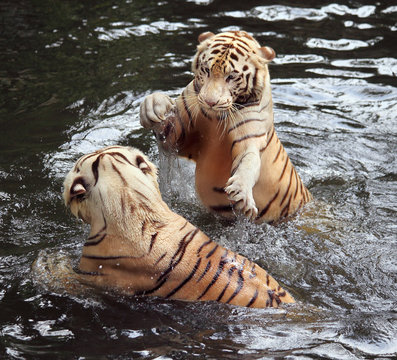 tigres qui jouent