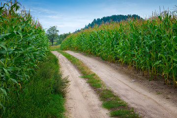 Fototapeta na wymiar Summer landscape: country road through corn fields...