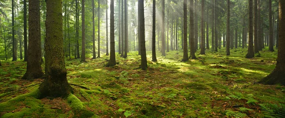 Gordijnen Sparrenbos, zonnestralen door mist verlichten met mos bedekte bosbodem, creëren een mystieke sfeer © AVTG
