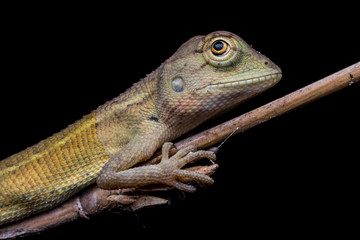 Lizard sitting on branch