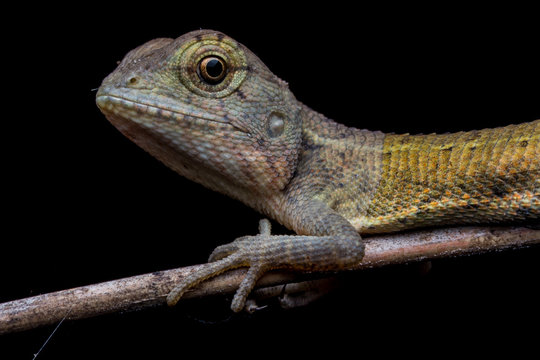 Lizard sitting on branch