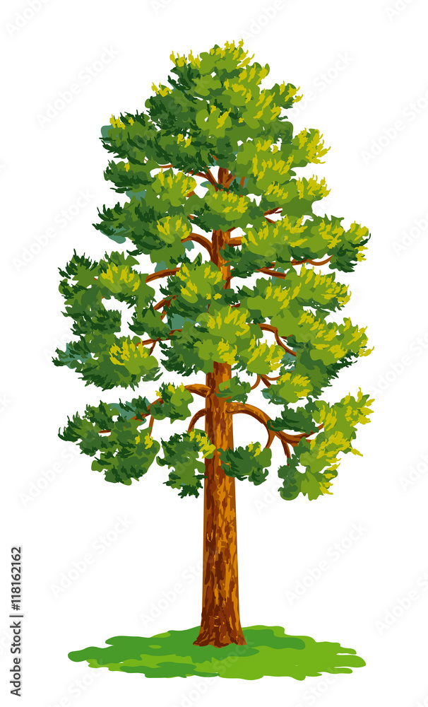 Canvas Prints vector drawing of pine tree