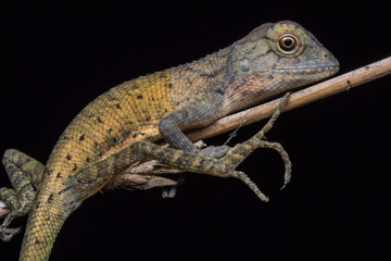 Lizard sitting on branch