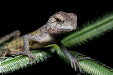 Close-Up of a lizard on tree