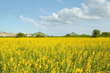 view of nice yellow flower  valley  with mountain on the background 