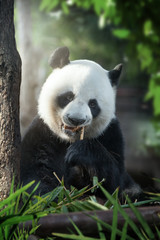 Obraz premium portrait of nice panda bear eating in summer environment