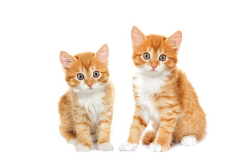 red cat looks at a white background