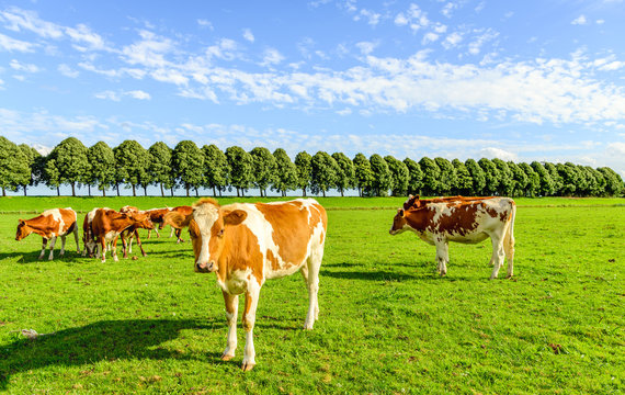 Red and white cows in a green meadow in summertime