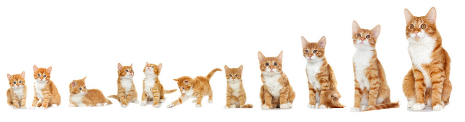 Kitten looking on white background