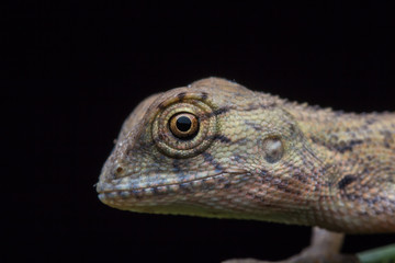Close-Up of a lizard