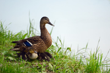 Duck with ducklings