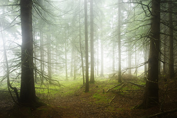 Natural Forest of Spruce Trees in Dense Fog, Spooky Mystic Atmosphere