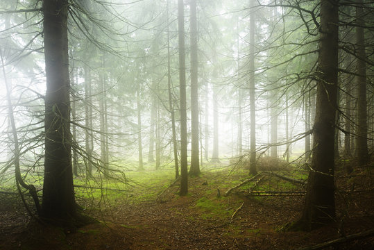 Fototapeta Natural Forest of Spruce Trees in Dense Fog, Spooky Mystic Atmosphere