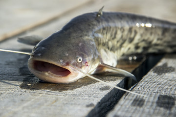 The European or Wels Catfish (Silurus glanis) on a wooden deck just before releasing