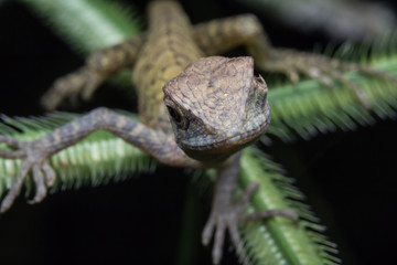 Close-Up of a lizard on tree