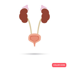 Human kidneys and bladder color flat icon