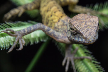 Close-Up of a lizard 