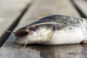 The European or Wels Catfish (Silurus glanis) on a wooden deck just before releasing