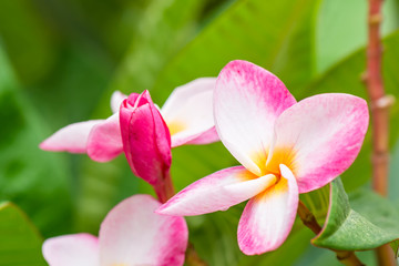 Obraz premium pink plumeria flower