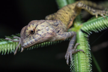 Close-Up of a lizard 