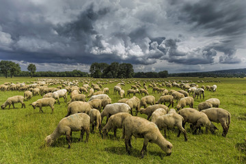 Obraz premium Schafherde Gewitterstimmung