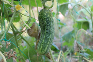 Cucumber on the field