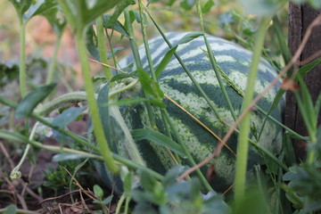 Watermelon on the field