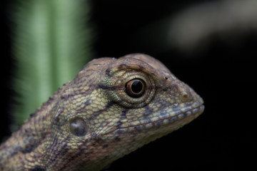 Close-Up of a lizard 