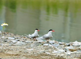 Arctic tern (Sterna paradisaea) is seabird of tern family Sternidae