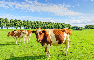 Fototapeta na wymiar Red spotted cows in a green meadow in summertime