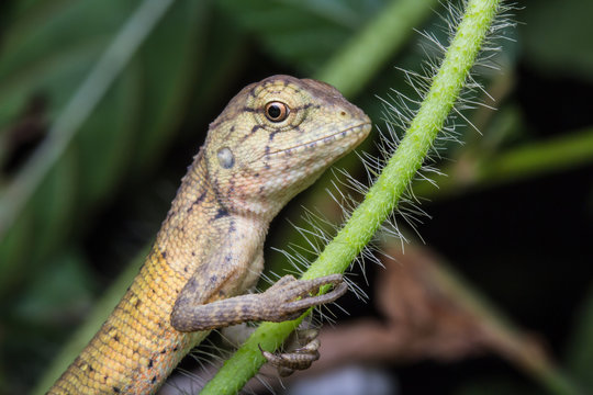 Close-Up of a lizard 