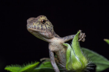 Close-Up of a lizard 