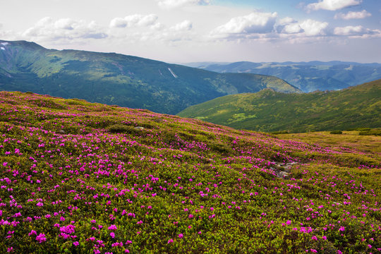 flowering rhodonendron in the Carpathians