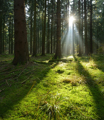Fototapeta premium Spruce Tree Forest, Sunbeams through Fog illuminating Moss Covered Forest Floor, Creating a Mystic Atmosphere